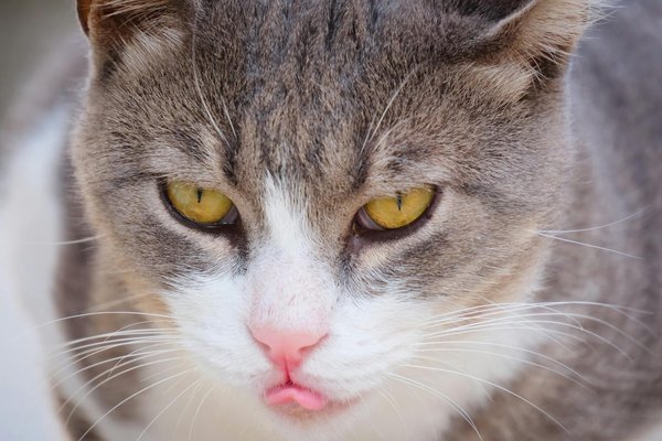 Welke uitdagingen staan generalistische bedrijven te wachten?